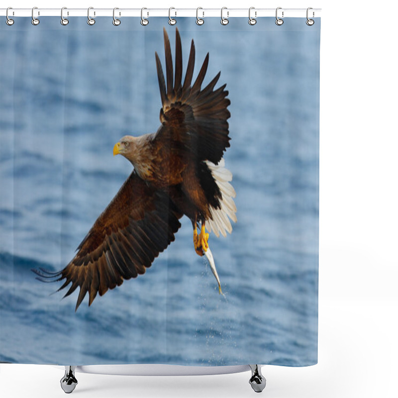 Personality  Flying Eagle With Fish Shower Curtains