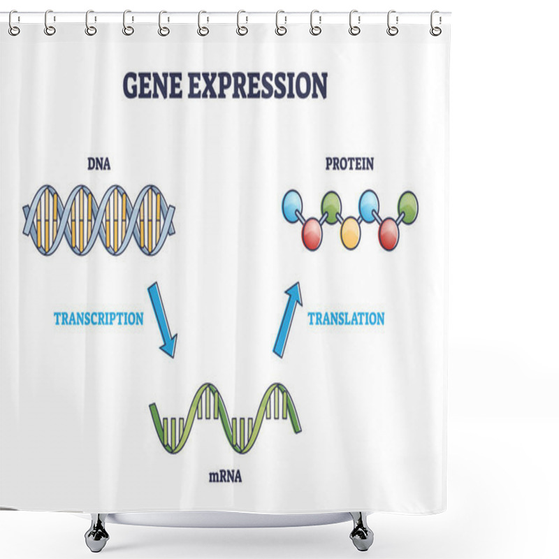 Personality  Gene Expression With DNA Transcription, MRNA And Translation Outline Diagram Shower Curtains