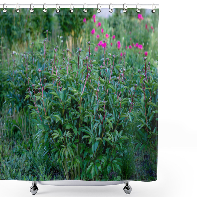 Personality  Bush With Not Blossoming Peony Buds. Soft Selective Focus. Shower Curtains