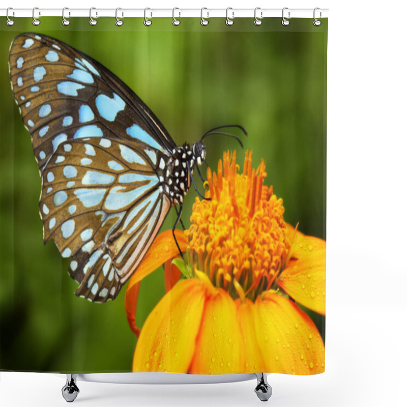 Personality  Blue Butterfly Shower Curtains