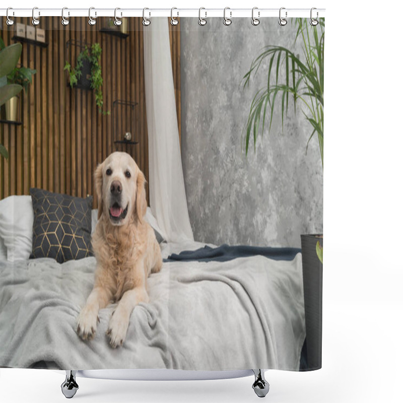 Personality  Golden Retriever Pure Breed Puppy Dog On Coat And Pillows On Bed In House Or Hotel. Scandinavian Styled With Green Plants Living Room Interior In Art Deco Apartment. Pets Friendly Concept Shower Curtains