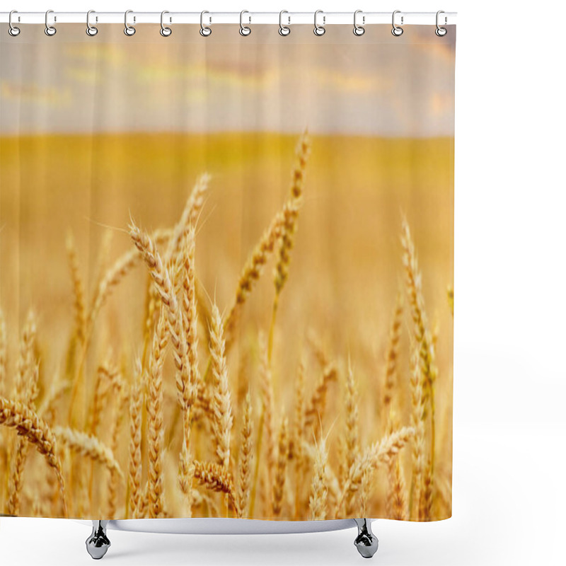 Personality  Wheat Field With Ripe Ears During Sunset Shower Curtains