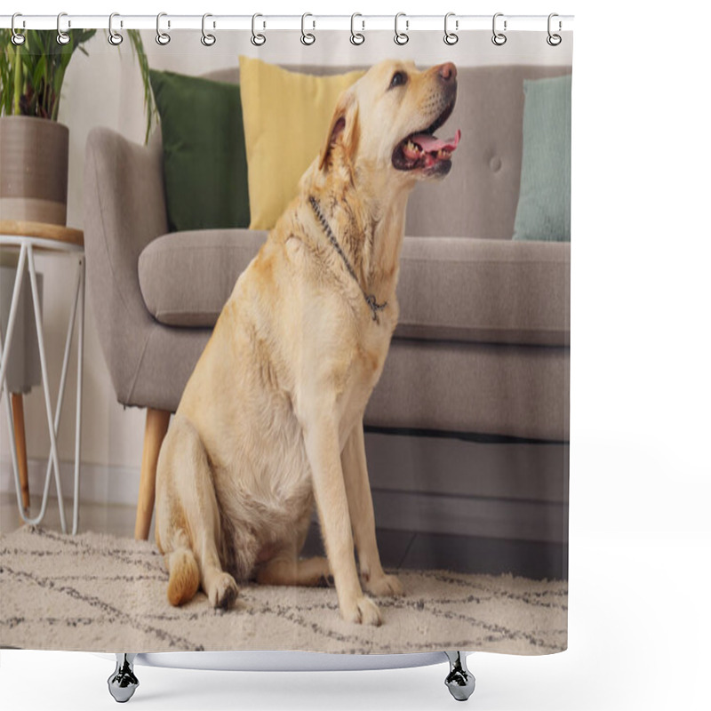 Personality  Cute Labrador Dog Sitting On Carpet At Home Shower Curtains