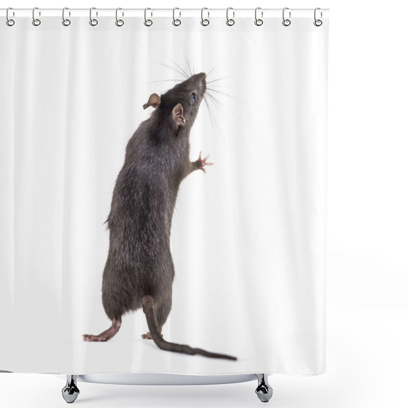 Personality  Black Rat, Rattus Rattus, In Front Of White Background Shower Curtains