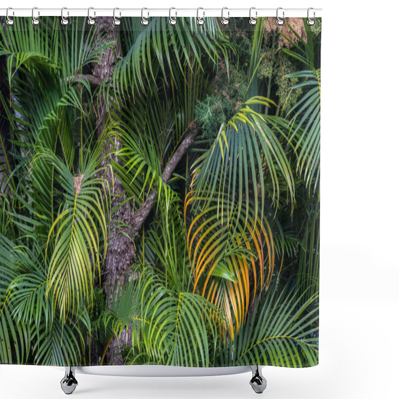 Personality  Dypsis Lutescens, Known As Bamboo Palm, Golden Cane Palm, Areca Palm, Yellow Palm, Or Butterfly Palm, Is A Species Of Flowering Plant In The Arecaceae Family, Growing In Brazil Shower Curtains