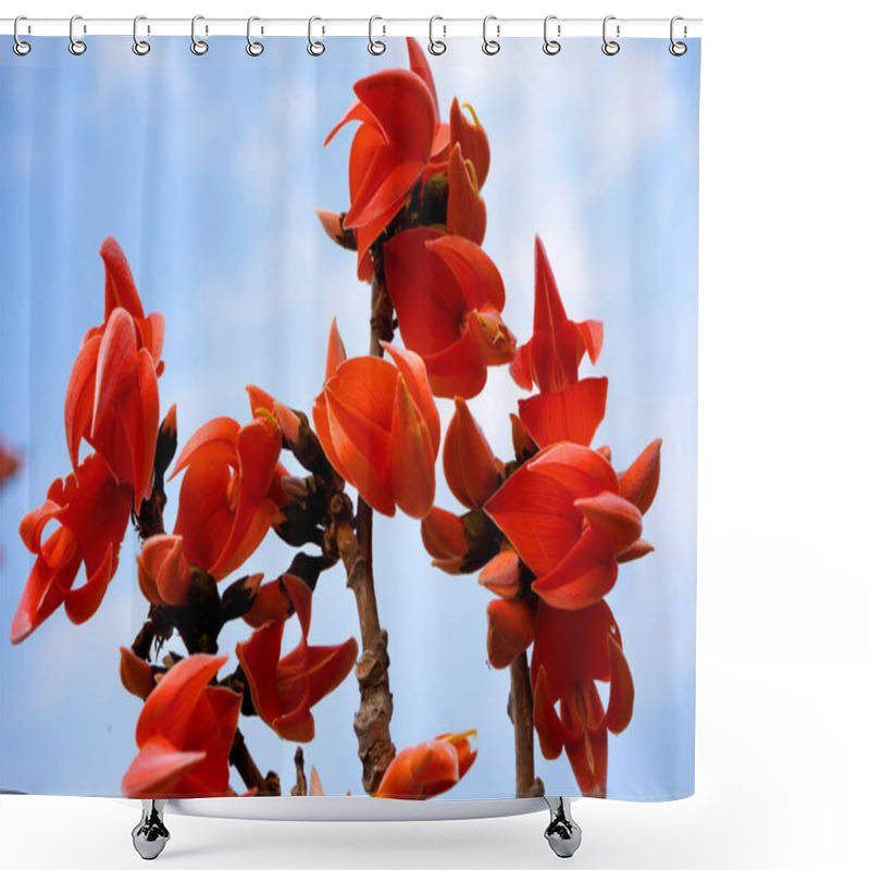 Personality  Butea Monosperma Or Palash Flower Shower Curtains