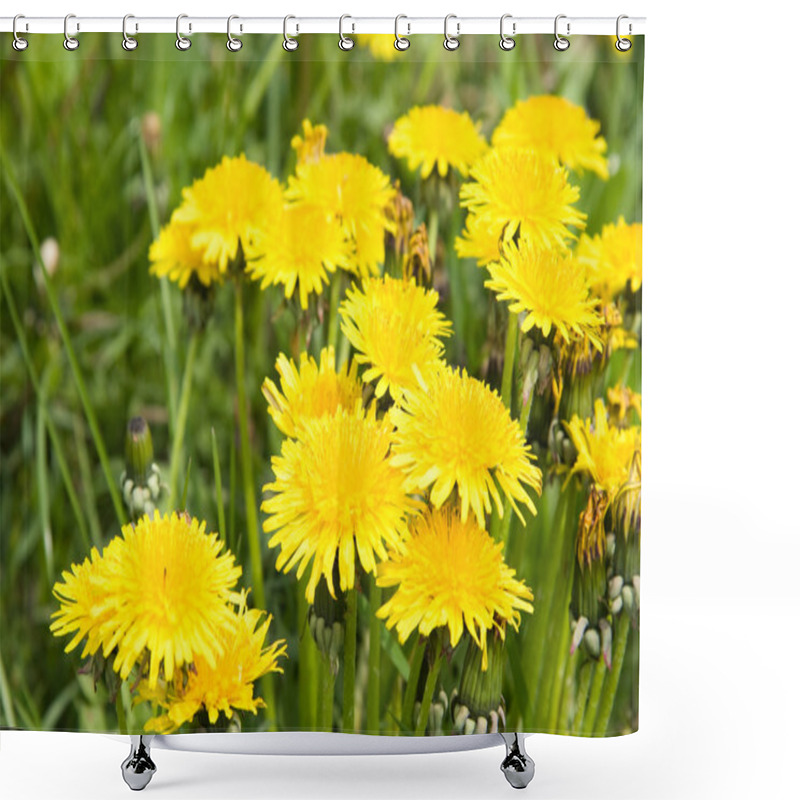 Personality  Yellow Dandelions Flowers Shower Curtains