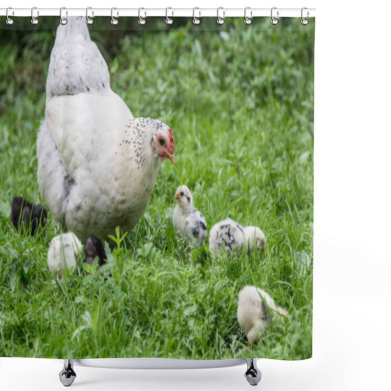 Personality  A White Hen Walks On The Green Grass With Her Chicks Shower Curtains