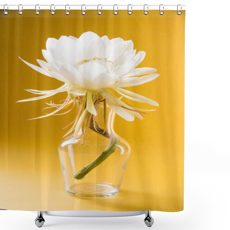 Personality  Saussurea Obvallata / Brahma Kamal Flower Or White Lotus, It Is Native To The Himalayas And Uttarakhand, India, Isolated Shower Curtains