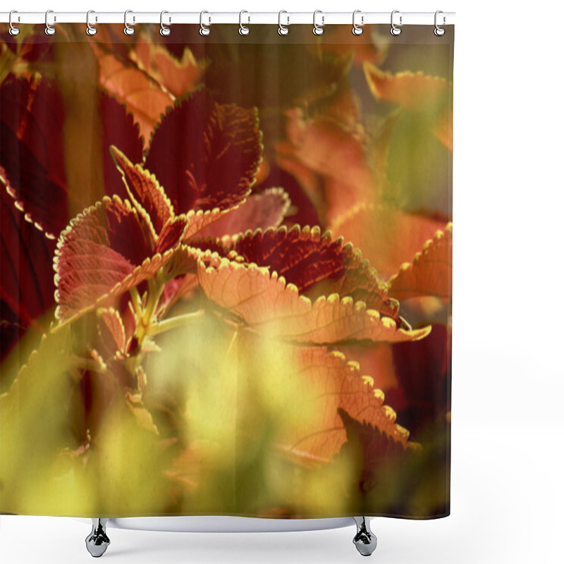 Personality  Leaves With Golden Rims Shower Curtains