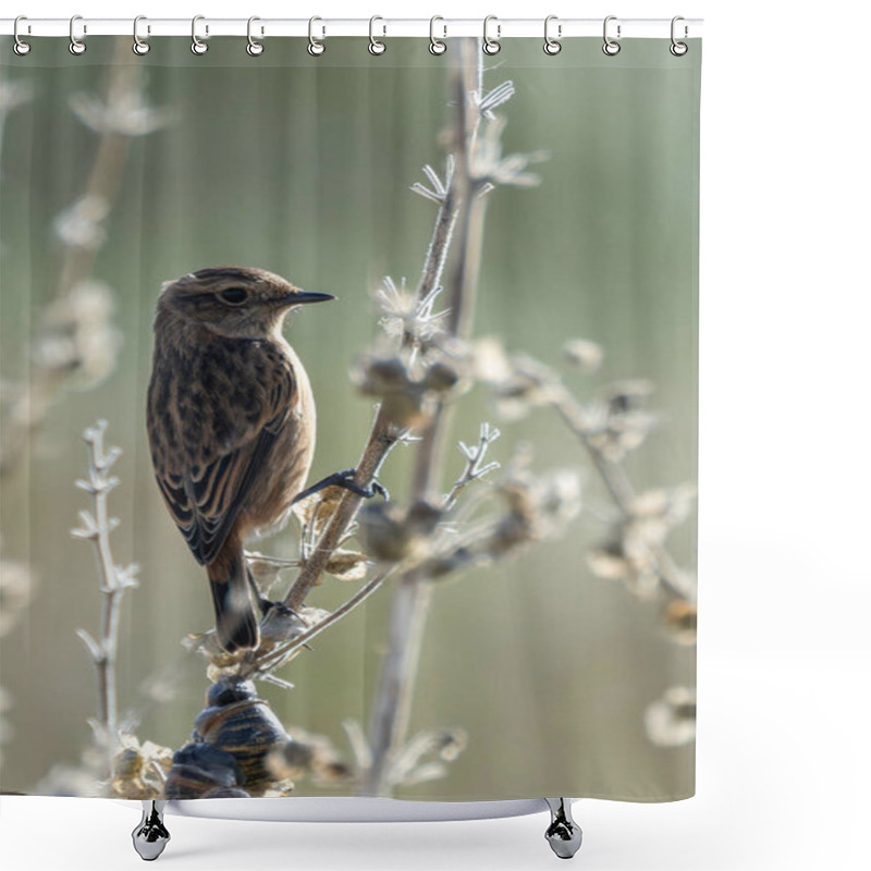 Personality  Stonechat Spotted On Bull Island, Dublin. Insect-eating Bird Found In Open Grasslands And Coastal Habitats. Shower Curtains