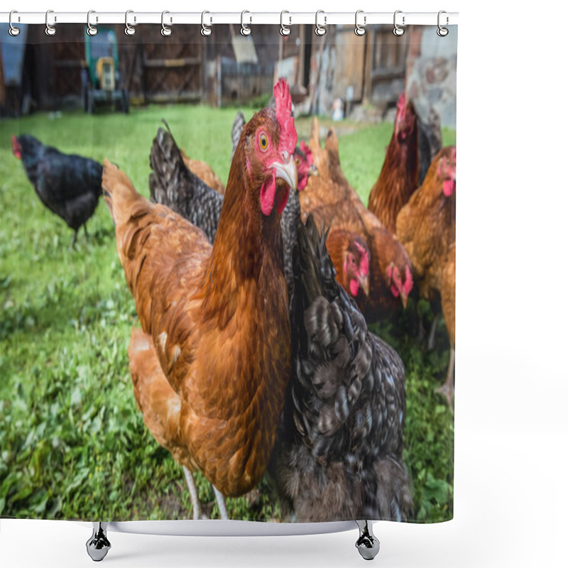 Personality  Free Range Chicken Farm In A Village In Poland Shower Curtains