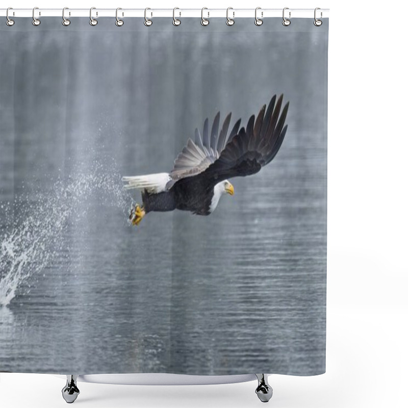 Personality  A Majestic Bald Eagle Catches A Fish From The Lake During Winter Feeding Before Migration In North Idaho. Shower Curtains