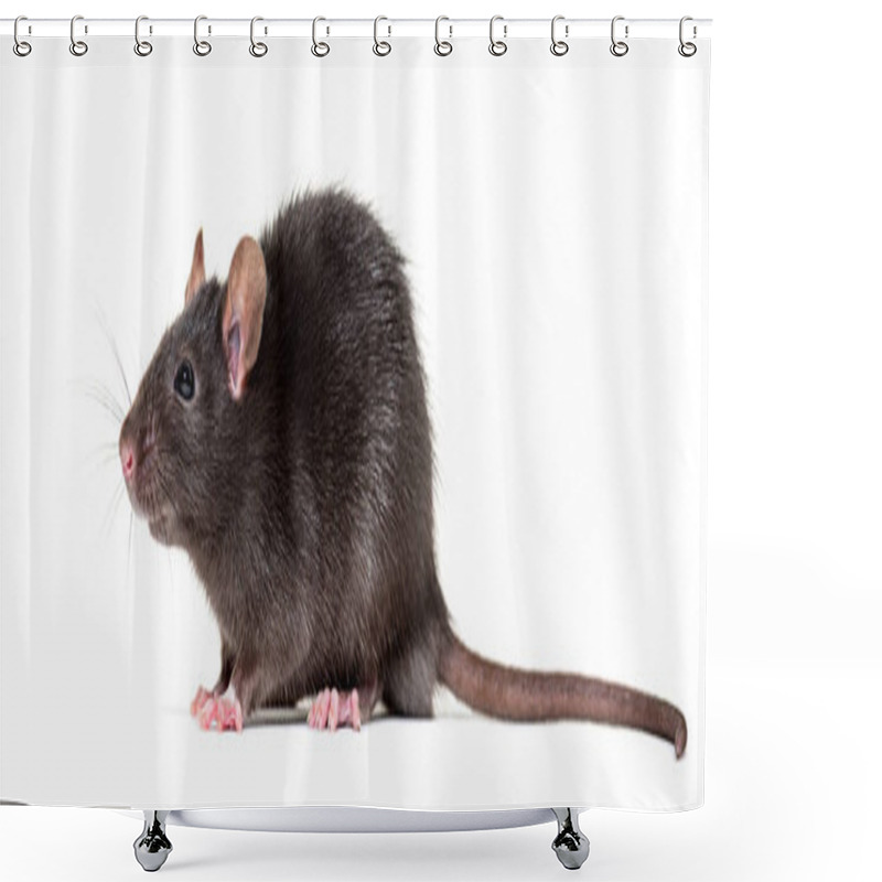 Personality  Black Rat, Rattus Rattus, In Front Of White Background Shower Curtains