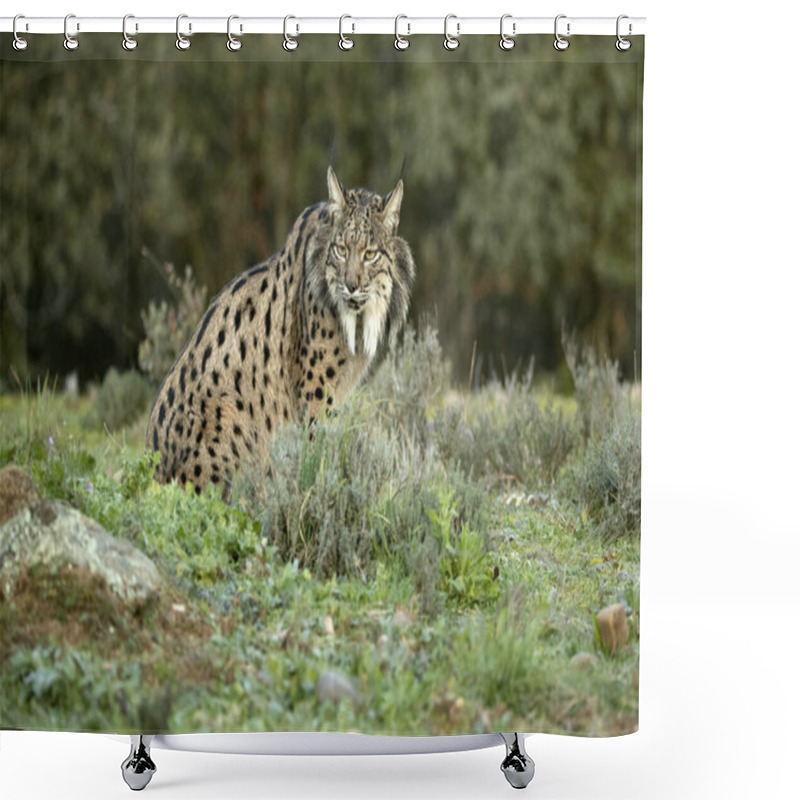 Personality  Adult Female Iberian Lynx Walking Through Her Territory Within A Mediterranean Forest At The First Lights Of A Cold January Day Shower Curtains