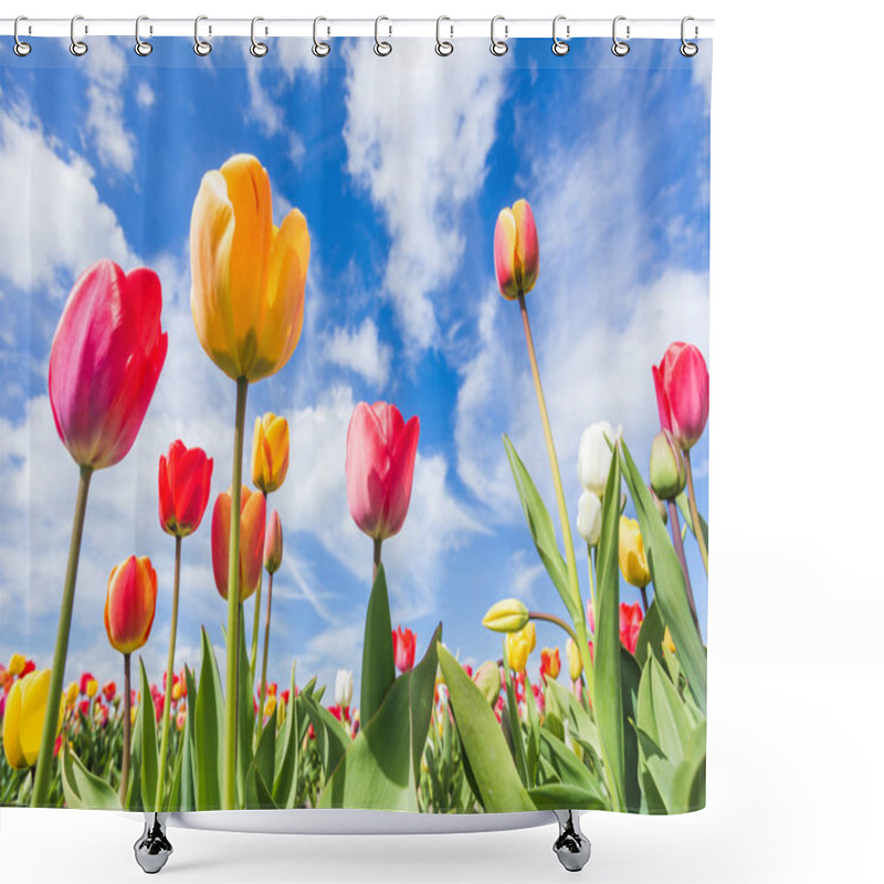 Personality  Multicoloured Tulip Field And Clouds In The Blue Sky. Yersekendam, Zeeland Province, Netherlands. Shower Curtains