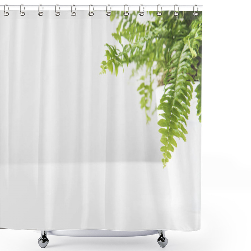 Personality  Green Leaves Of Beautiful Potted Fern On White  Shower Curtains