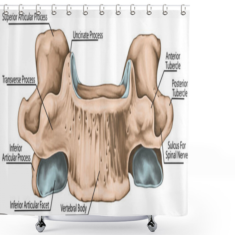 Personality  Didactic Board, Cervical Spine, Common Vertebral Morphology, Sixth Cervical Vertebra, Cervical Vertebrae, Anterior View Shower Curtains