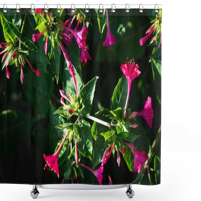 Personality  Four O'clock Flower (Mirabilis Jalapa) In Vibrant Pink, Poised Gracefully Among Lush Green Foliage, Evoking A Sense Of Vibrant Serenity, Symbolizing The Interplay Of Growth And Quiet Beauty Shower Curtains