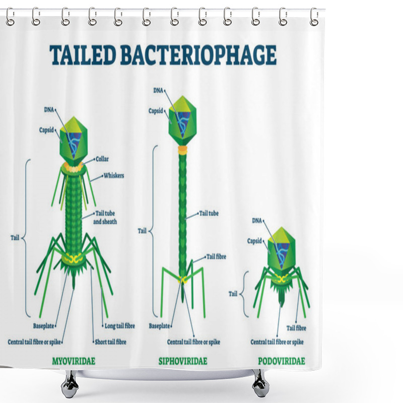 Personality  Tailed Bacteriophage Vector Illustration. Labeled Virus Educational Scheme. Shower Curtains