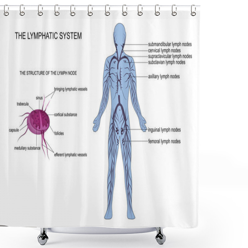 Personality  Anatomy Of The Lymphatic System Shower Curtains