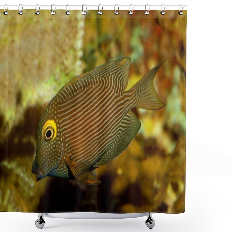 Personality  Kole Tang, Spotted Surgeonfish, Goldring Surgeonfish,Yellow-eyed Tang (Ctenochaetus Strigosus). Shower Curtains