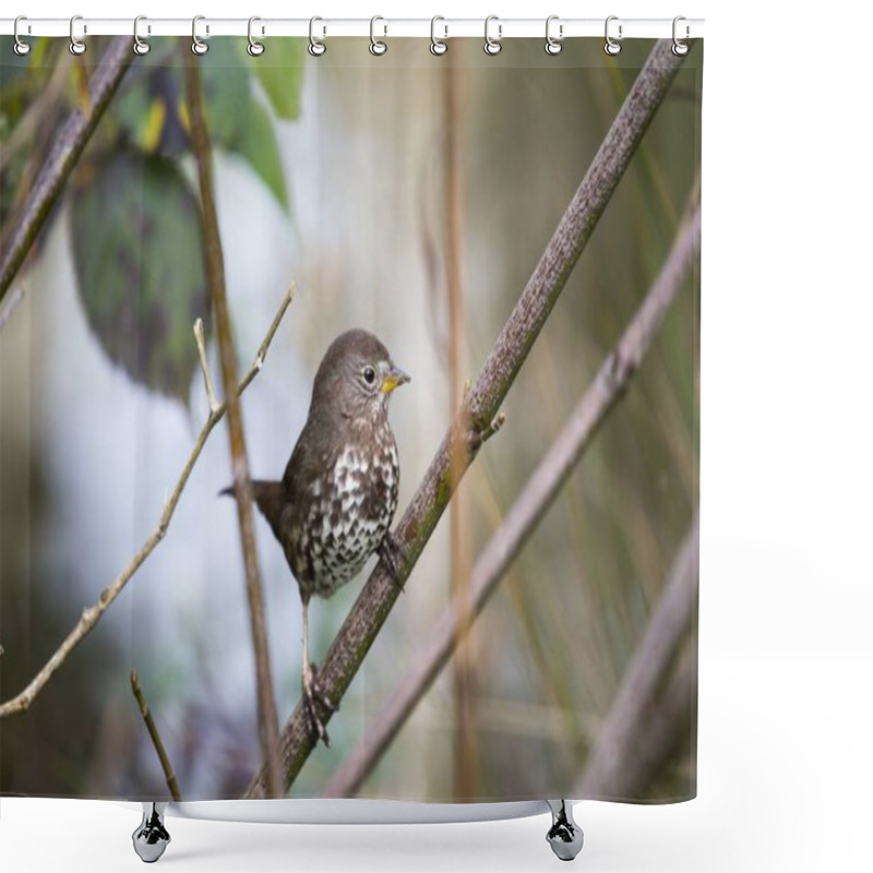 Personality  Fox Sparrow (Passerella Iliaca)  Shower Curtains