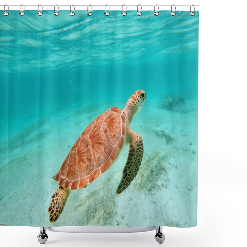 Personality  Green Sea Turtle In Caribbean Sea Near Akumal Bay Mexico. High Quality Photo Shower Curtains