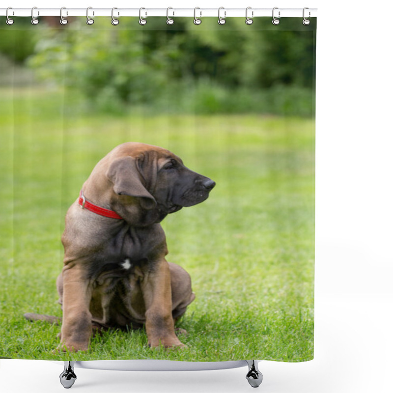 Personality  Young Puppy Of Fila Brasileiro (Brazilian Mastiff) Shower Curtains