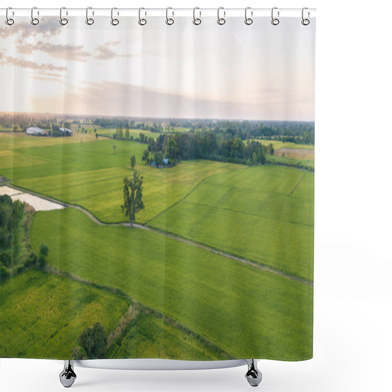 Personality  Big Tree Along Footpath Beside Two Paddy Fields Shower Curtains