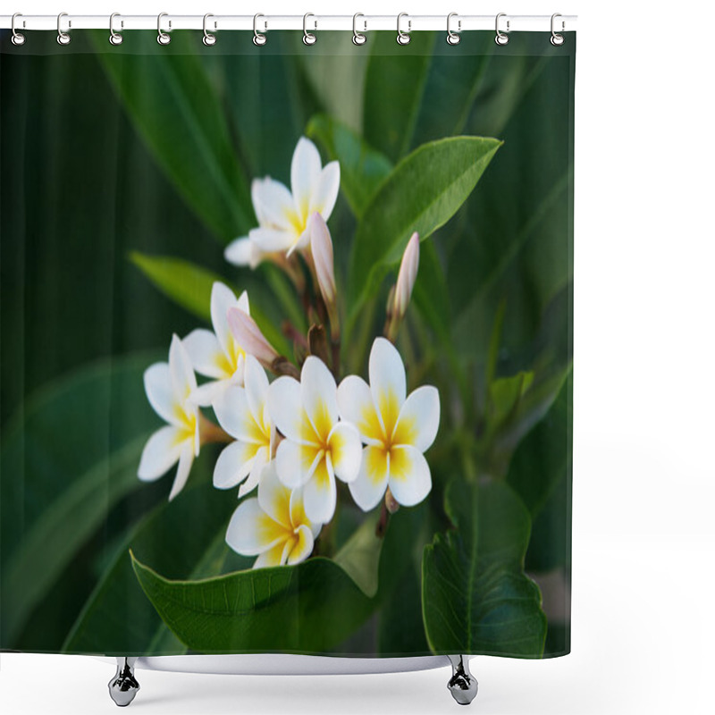 Personality  Plumeria Frangipani Flowers With Leaves Shower Curtains