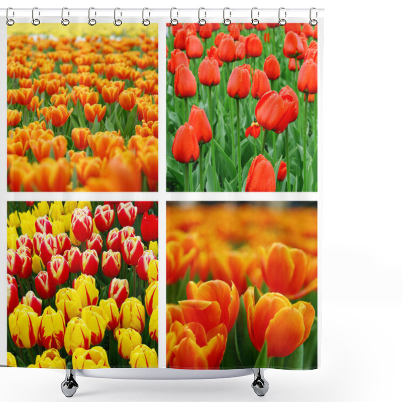 Personality  Collage Of Tulips Shower Curtains