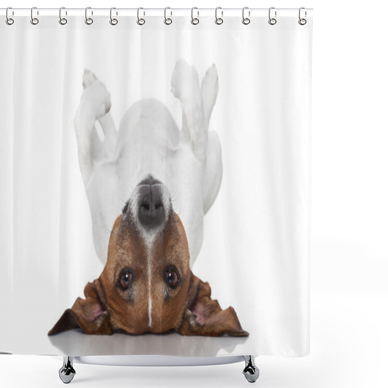 Personality  Dog Laying Upside Down Shower Curtains