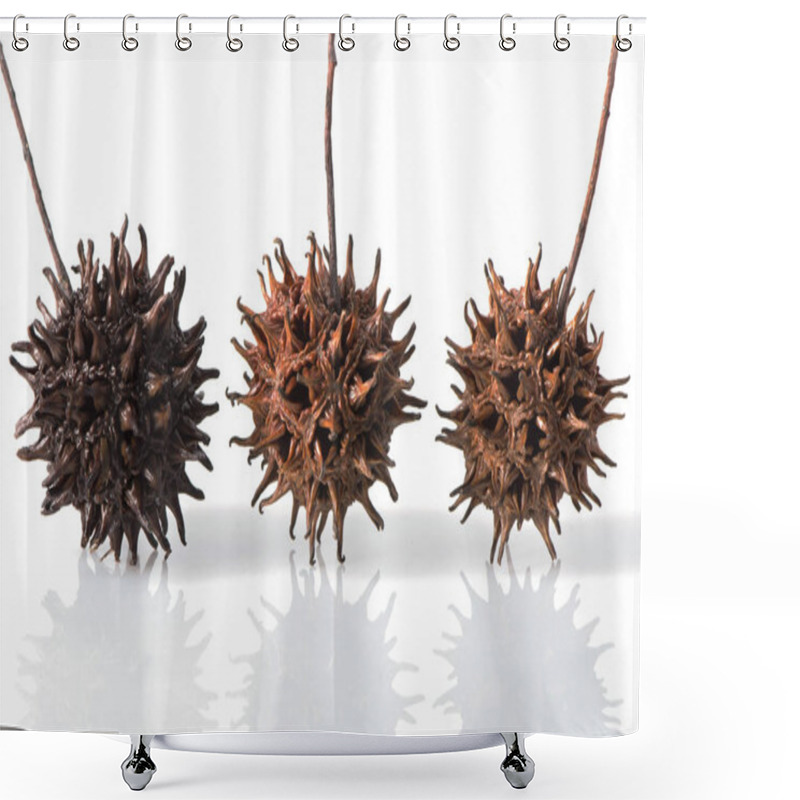 Personality  Three Sweet Gum Tree Seed Pods Shower Curtains