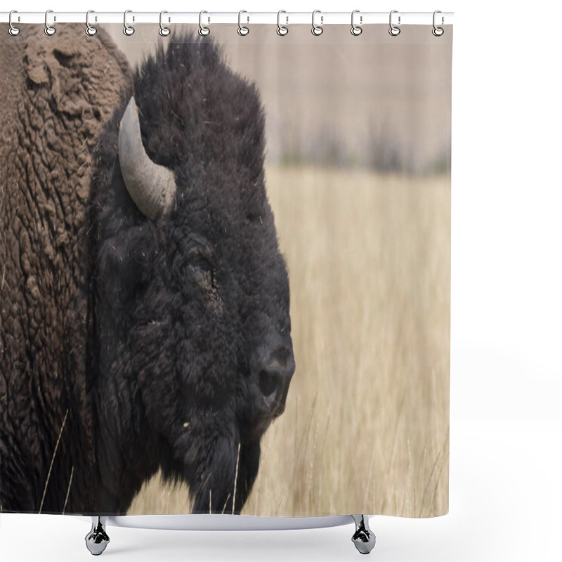 Personality  Bison Change The Fur In Antelope Island State Park In Utah Shower Curtains