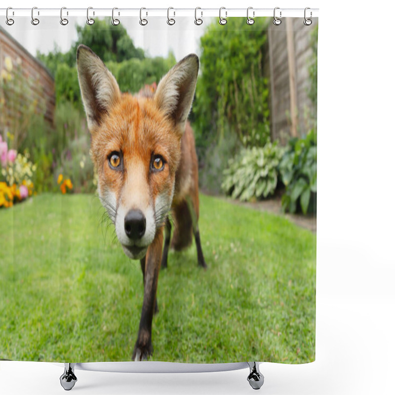 Personality  Close Up Of A Red Fox (Vulpes Vulpes) Standing In A Garden, United Kingdom. Shower Curtains