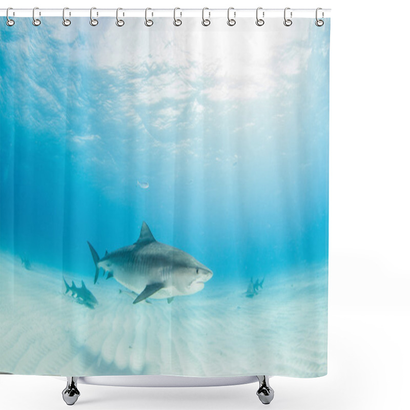 Personality  Tiger Shark During A Scuba Dive Shower Curtains