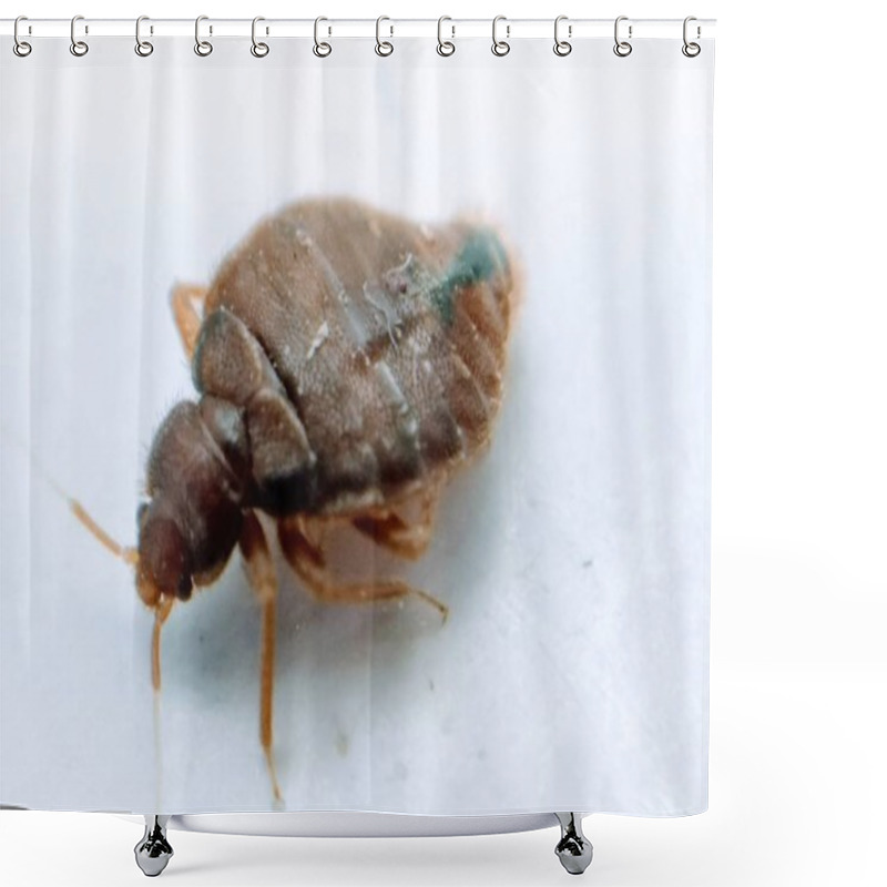 Personality  A Picture Of Bedbug Shower Curtains