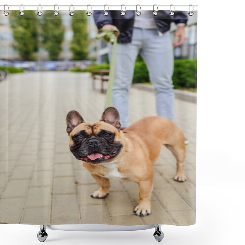 Personality  Selective Focus Of French Bulldog Looking At Camera And Man With Leash At Background Shower Curtains