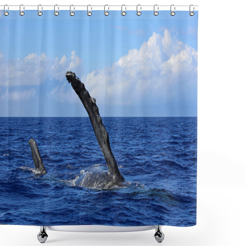 Personality  Whale Side Fin - Humpback Whale, Maui, Hawaii Shower Curtains