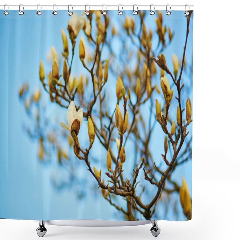 Personality  White Magnolia Tree Blossom Shower Curtains