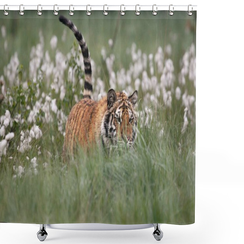 Personality  The Siberian Tiger (Panthera Tigris Tigris), Or  Amur Tiger (Panthera Tigris Altaica) In The Grassland.  Shower Curtains