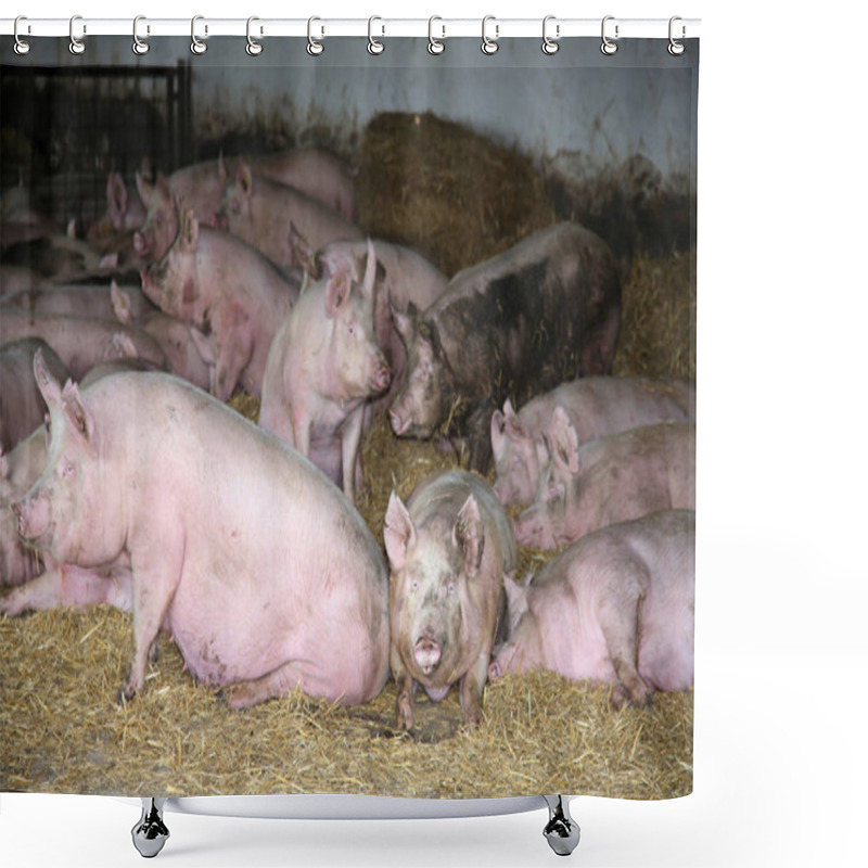 Personality  Group Of Pregnant Sows Laying On Fresh Hay In The Barn Shower Curtains