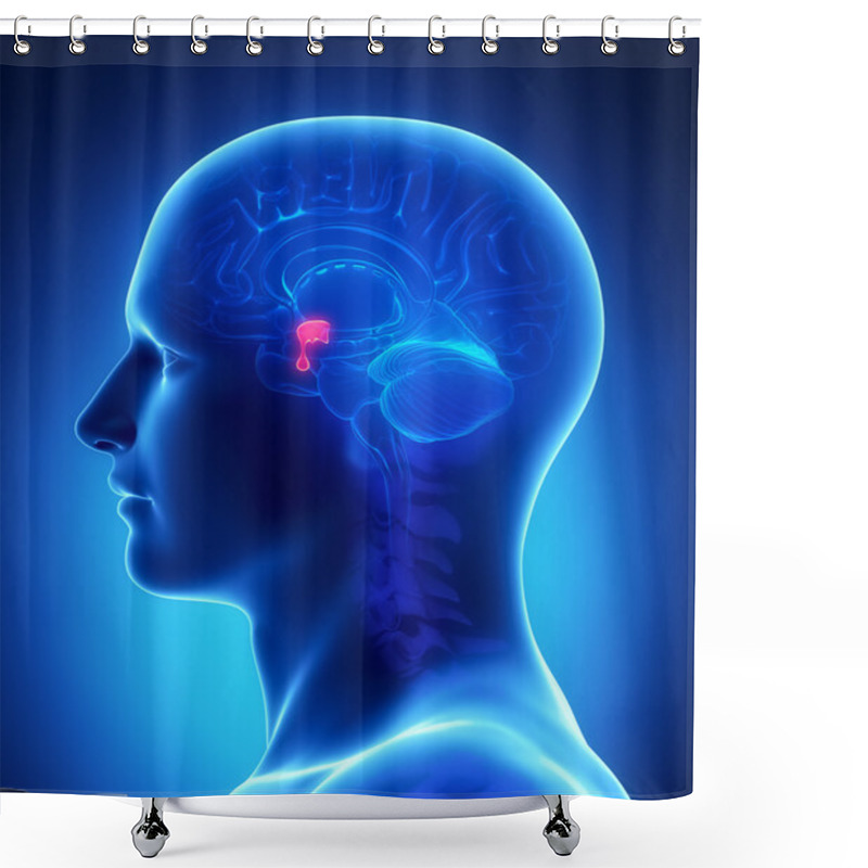 Personality  Brain Anatomy PITUITARY GLAND - Cross Section Shower Curtains