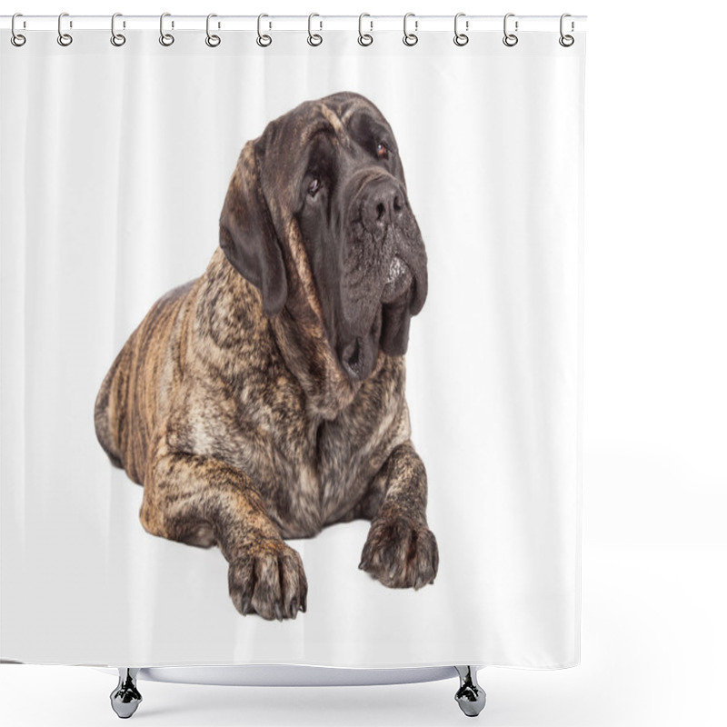 Personality  English Mastiff Dog Laying Head Tilted Shower Curtains