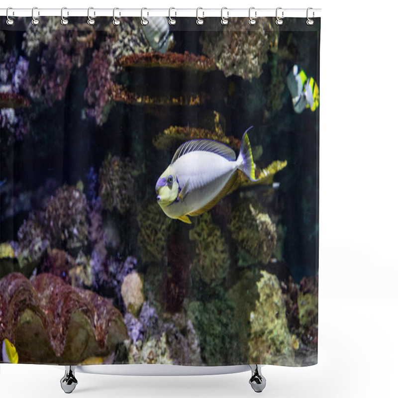 Personality  Underwater Macro Photography. Exotic Fish Swim In The Sea Shower Curtains