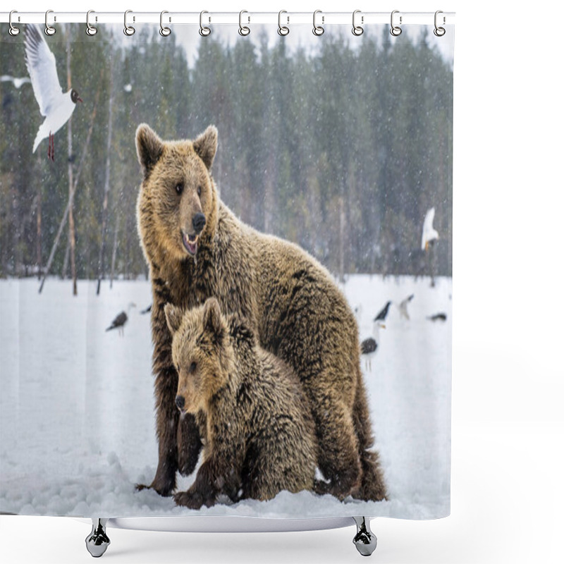 Personality  She-Bear And Bear Cubs In Snow-covered Field. Snowfall In Winter Forest. Natural Habitat. Brown Bear, Scientific Name: Ursus Arctos Arctos. Shower Curtains