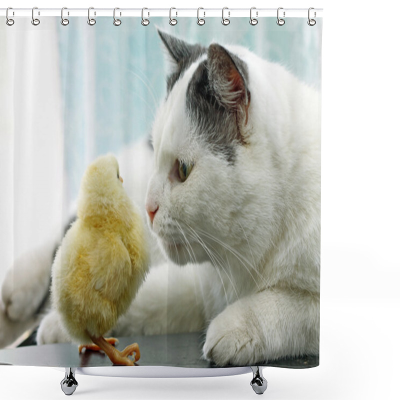 Personality  Image Of Cat Sniffing Cautiously Chicken Shower Curtains