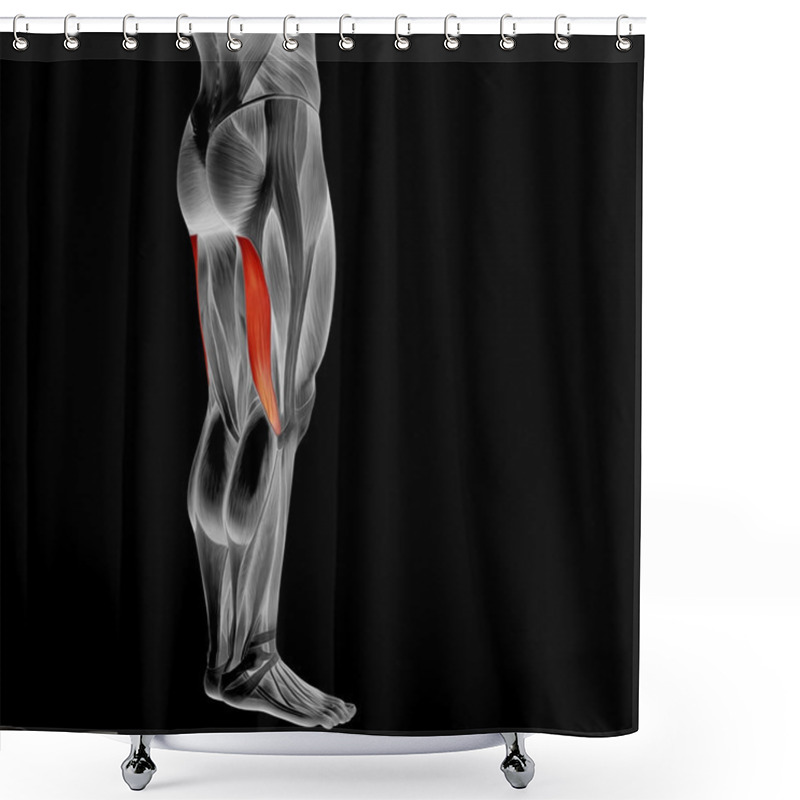 Personality  Upper Legs Anatomy Shower Curtains