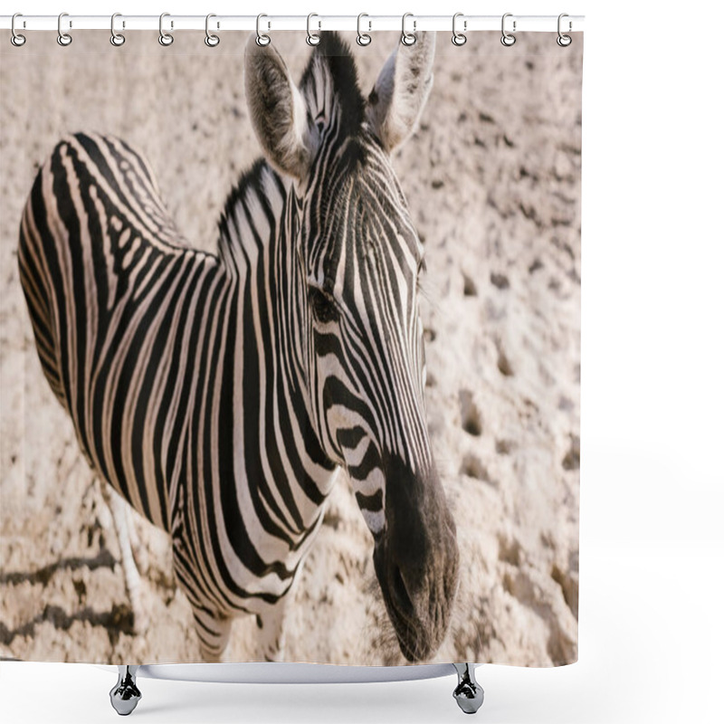 Personality  High Angle View Of Zebra Standing On Ground At Zoo  Shower Curtains